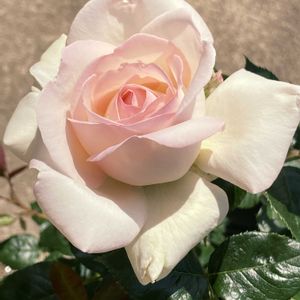 ガーデニング,ガーデン雑貨,ばら バラ 薔薇,小さな庭,玄関アプローチの画像