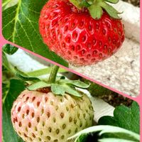 イチゴ,ニラ,大葉,朧月,青紫蘇の画像