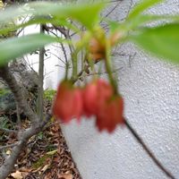 サラサドウダンの画像