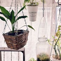 スパティフィラム,ポトス,ジュエルオーキッド マコデスペトラ,観葉植物,インドアグリーンの画像