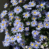 フェリシア,ありがとう♡,繋がりに感謝✨,よい 1日を,しあわせ運べるようにの画像