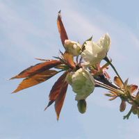 ハナカイドウ,御衣黄桜（ギョイコウザクラ）,花のある暮らし♡,おうち園芸,庭の画像