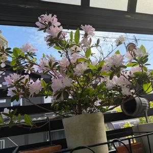 ツツジ,鉢植え,花のある暮らし,薄いピンクの花の画像