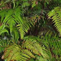 タカワラビ,キンモウコウ,ジオ・ゴールデン・ボバイン,インテリアグリーン,珍奇植物の画像