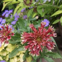 オダマキ,ガイラルディア,ヘリオトロープ,ヘリオトロープ　ゴールデングロウ,ガイラルディアピナティフィダの画像