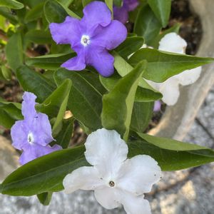 鉢植え,花のある暮らし,綺麗,綺麗な色,香りのある花の画像
