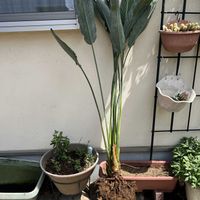 ストレリチア,ホワイトスター,ストレリチア・レギネ,鉢植え,株分けの画像