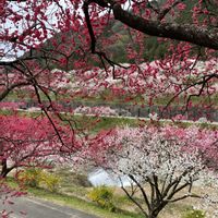 ハナモモ,ハナモモ,ハナモモ,ハナモモ,ハナモモの画像