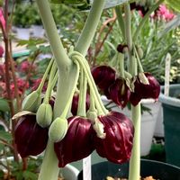 セッコク,クマガイソウ,ハッカクレン,ドデカテオン,花夢里にいつの画像