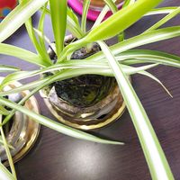 オリヅルランの画像