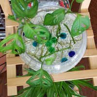 マドカズラの画像