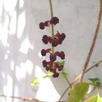 アケビ,ミツバアケビ,小さな花,SDGs,心に笑顔の花をの画像