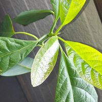 アボカドの画像