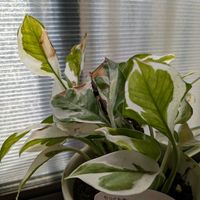 チランジア,カーネーション,クロユリ,ローダンセマム,ポトス・エンジョイの画像