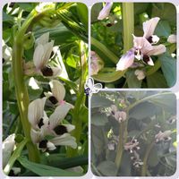 ソラマメ,一寸そらまめ,サカタのタネ,無農薬栽培,心に笑顔の花をの画像