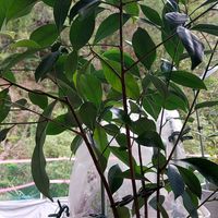 ガジュマルの画像