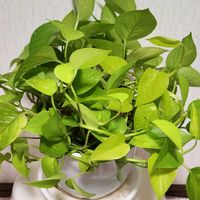 ポトス,ポトス,リビング,可愛い❤,今日のお花の画像