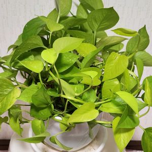 ポトス,ポトス,リビング,可愛い❤,今日のお花の画像