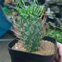 闘牛角,多肉植物,ユーフォルビア,塊根植物,多肉生活の画像