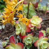 ドクダミ,薄化粧,薄化粧,セダム 薄化粧,薄化粧の花の画像