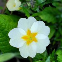 プリムラ,地植え,かわいい♡,白い花♡,雪国のお花の画像