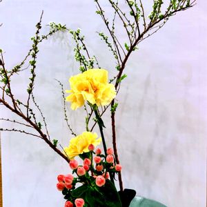 アサリナ,アサリナ,カーネーション,カランコエ,カランコエの画像