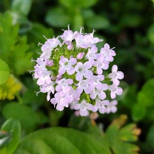 ライスフラワー,タイム・ロンギカウリス,鉢植え,地植え,我が家の庭の画像