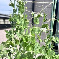 ジャガイモ,スナップエンドウ,ニンニク,小松菜,ミニトマトの花の画像