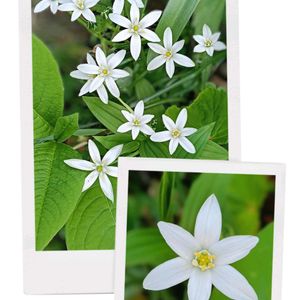 花言葉,植物の不思議,春の朝,物忘れ酷すぎの画像