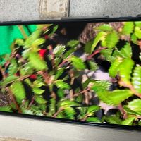 ワイルドストロベリーの画像