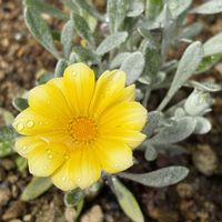 ポインセチア,ガザニア  ビースト   シルバーフォックス,平和を願う☆,小さな庭の画像