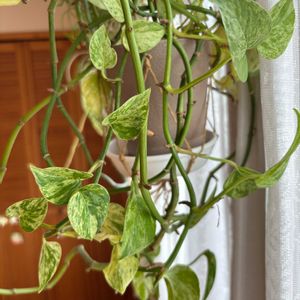 ポトス,ポトスマーブルクイーン,観葉植物,鉢植え,植中毒の画像