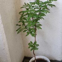 山椒,木の芽,木の芽田楽,玄関の画像