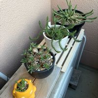 サボテン,精巧丸,ゴルゴニス,九頭竜,蛾眉山の画像