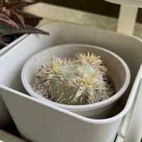 パキポディウム ブレビカウレ,塊根植物,トゲトゲ,まだ起きない,バルコニー/ベランダの画像