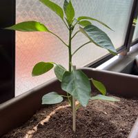 ピーマン,ジャンボピーマン とんがりパワー,植え付け,バルコニー/ベランダの画像