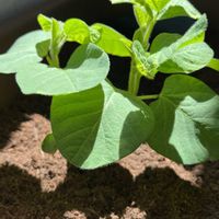 枝豆,枝豆　湯あがり娘,植え付け,ふさふさ,バルコニー/ベランダの画像