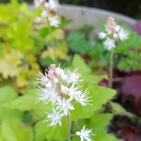 カロライナジャスミン,ツルニチニチソウ,ギボウシ（ホスタ）,クレマチス 天使の首飾り,ギボウシ(擬宝珠)の画像