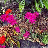 イキシア,ナデシコ,マーガレット,ジャスミン,寄せ植えの画像