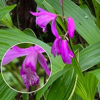 カシワバアジサイ,ギボウシ,シラン,シラン,ヒュウガミズキの画像
