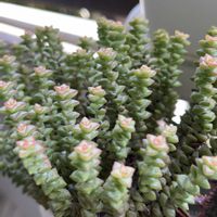 小米星,かわいい,もりもり,ぷりぷり,バルコニー/ベランダの画像