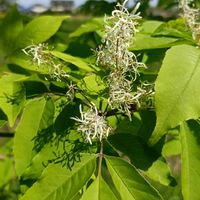 アオダモの画像