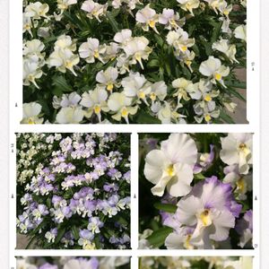 ビオラ,鉢植えの画像