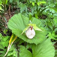 クマガイソウの画像