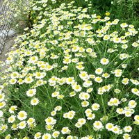 ヒメジョオンの画像