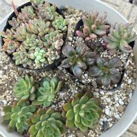 オーロラ,マッコス,あんみつ姫,リトルビューティ,GS植物うちなーぐち会の画像