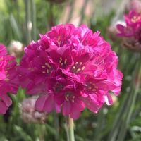 アルメリア,アルメリア,アルメリア,ハマカンザシ(浜簪),ハマカンザシ(浜簪)の画像