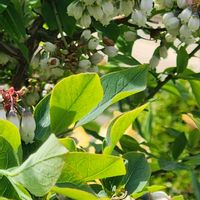 ナンキンハゼの画像