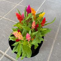 ケイトウの画像