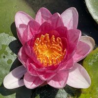 スイレン,温帯スイレン,お花は癒し,花が好き❤,☆携帯撮影☆の画像